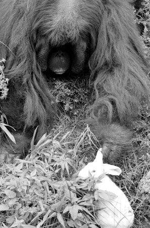 培培把飼養員遞來的籃球當水果一口咬了下去