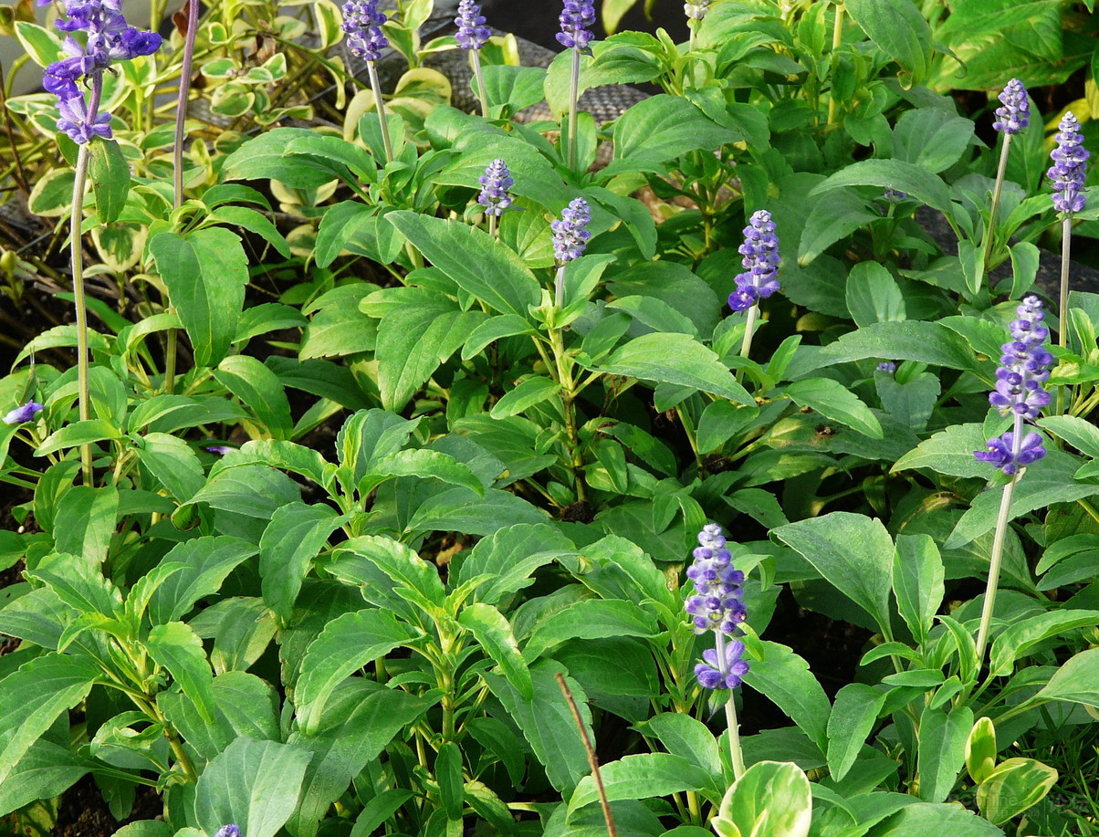 呼和浩特花苗/花畔農業供/烏海藍花鼠尾廠家/批發/供應商