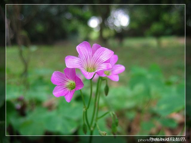 春天的小花-2 (共 1 p)