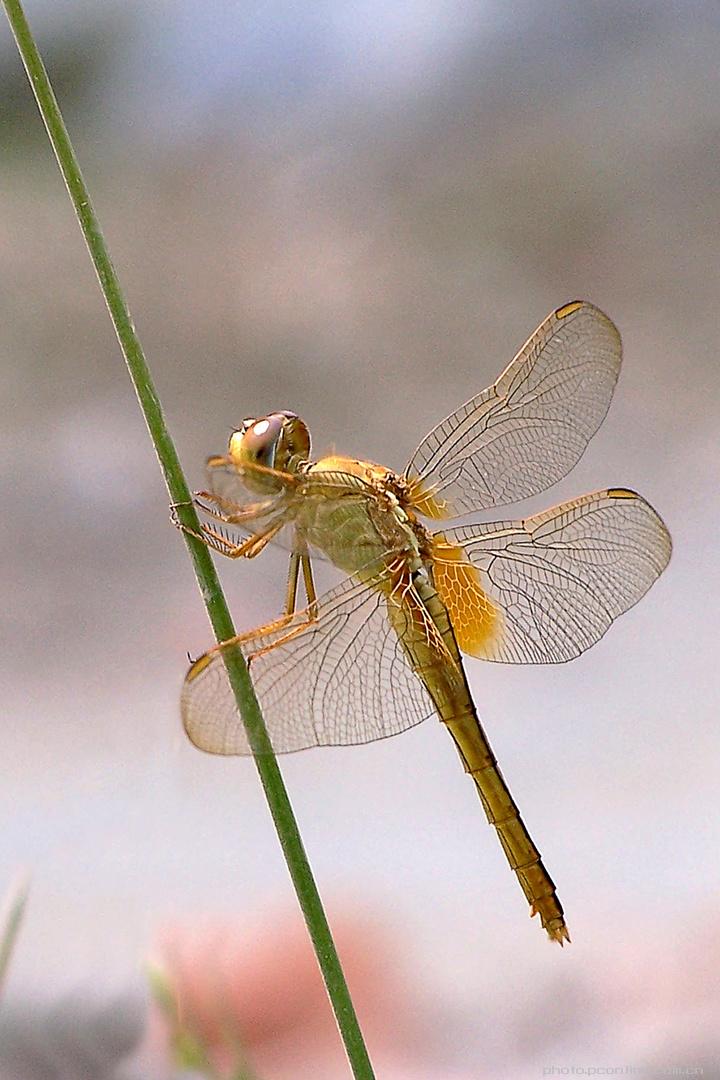 【蜻蜓摄影图片】生态摄影