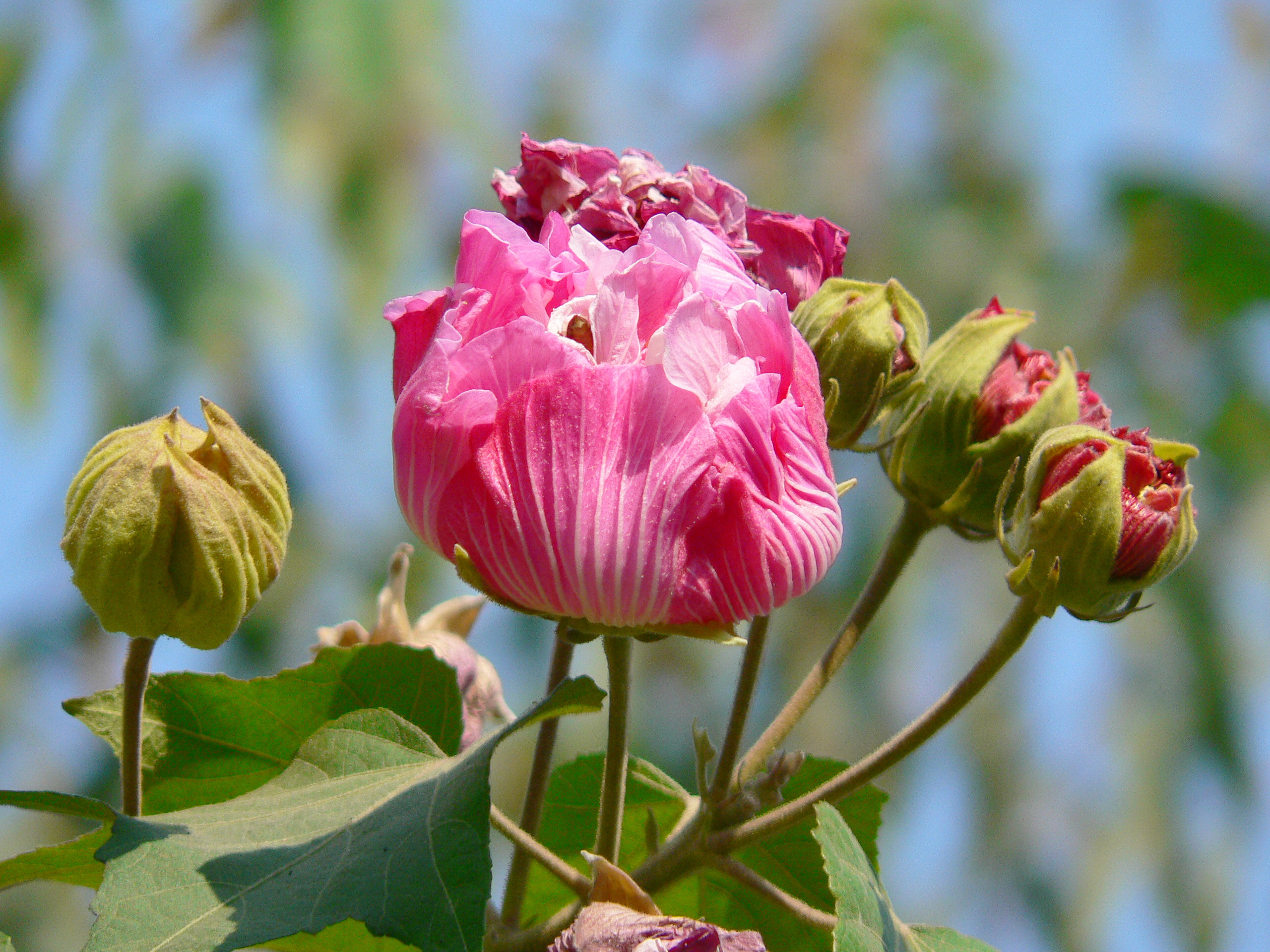 寒风中飘曳的红花