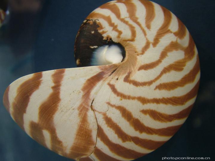 大脐鹦鹉螺图片