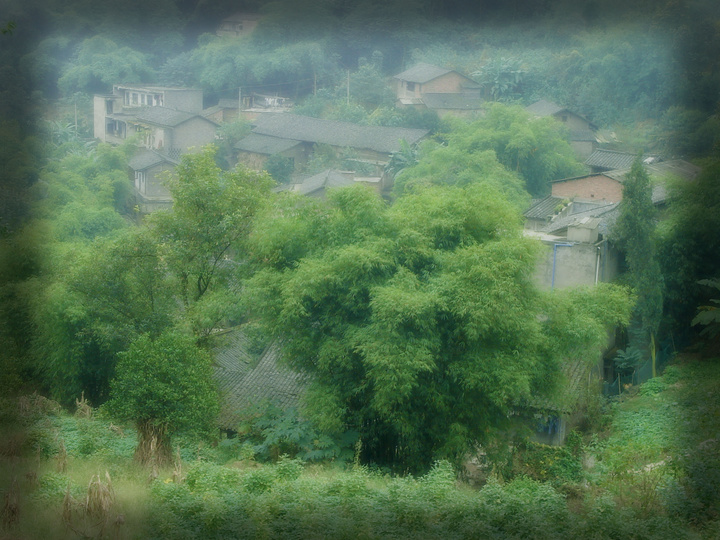【重庆市渝北区洛碛镇生态林区景色摄影图片】