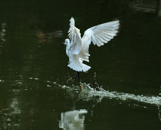 ȤС