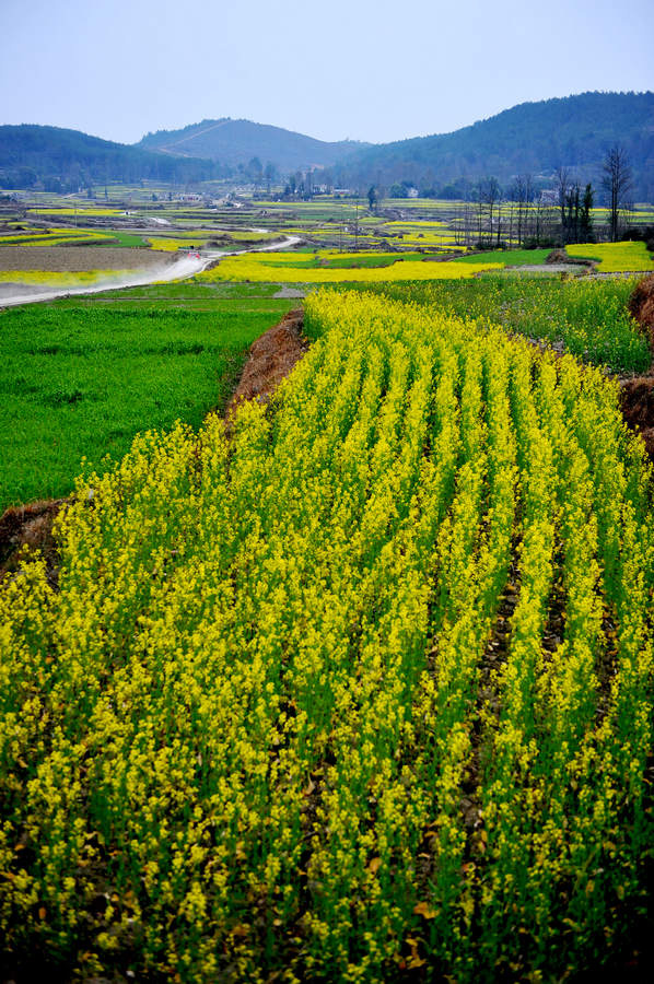 商水邓城油菜花图片