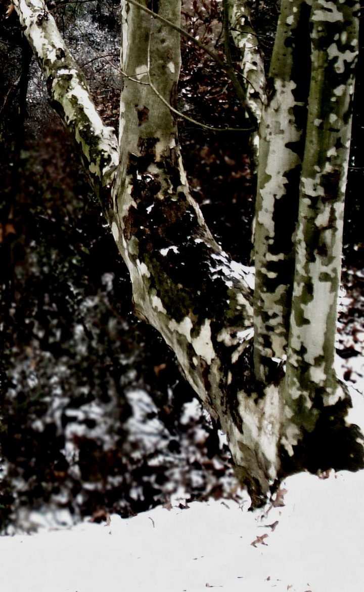 2009ڶѩ