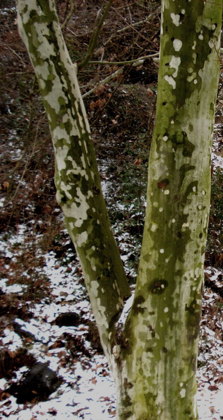 2009ڶѩ