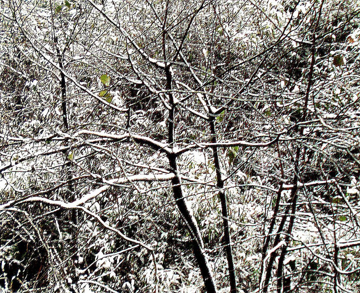 2009ڶѩ