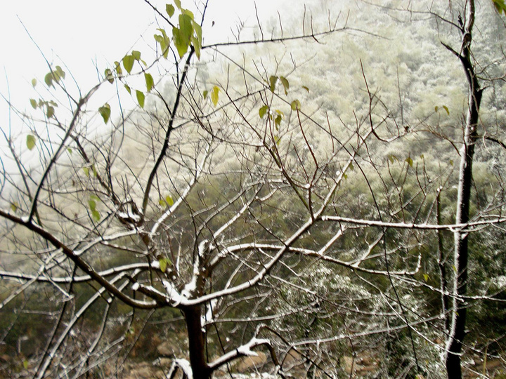 2009ڶѩ