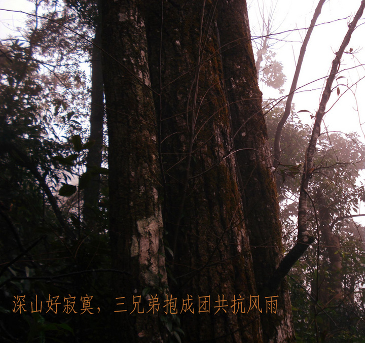 fanˮɽʱɽ