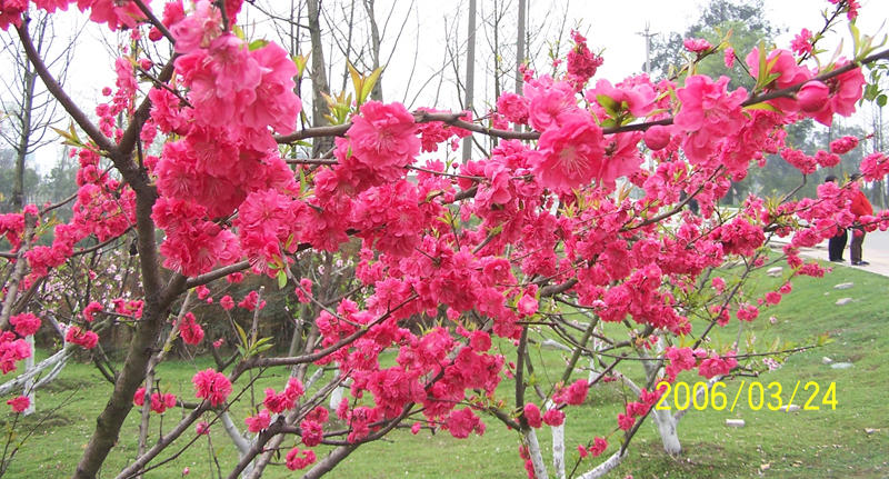 春天桃花開.