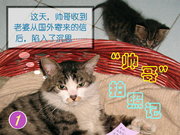 贺岁片：猫帅哥拍照