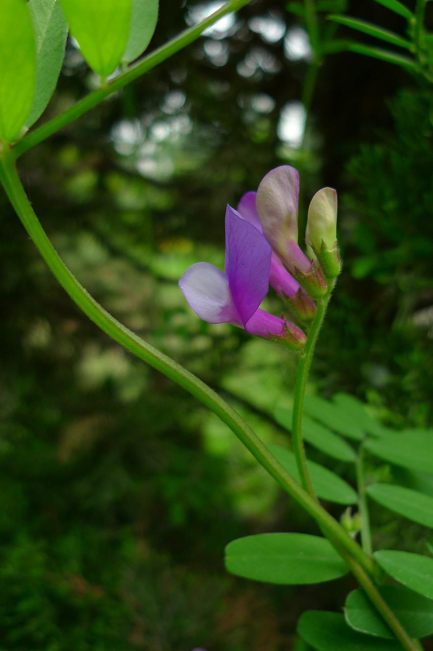 野豌豆花花程式图片