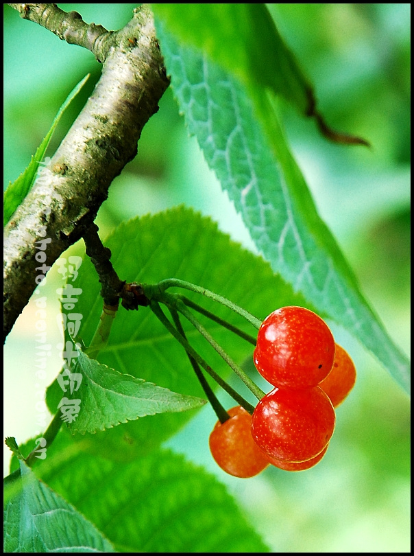 ӣ