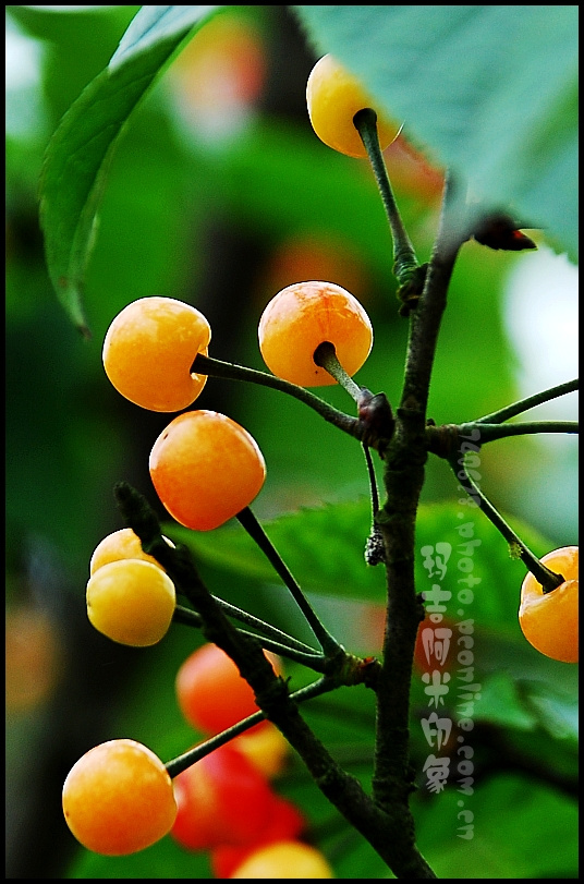 ӣ