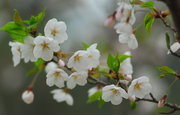 ӣ-顢ϣ