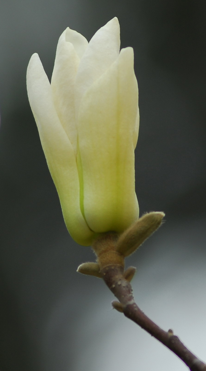 白玉兰兰花图片及品种图片