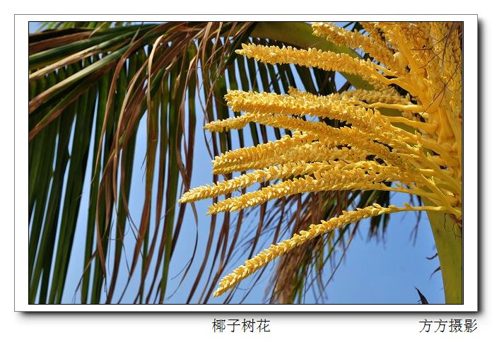 椰子树花