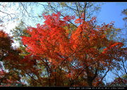 植物园秋色之枫叶远景