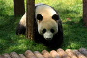 世博大熊猫