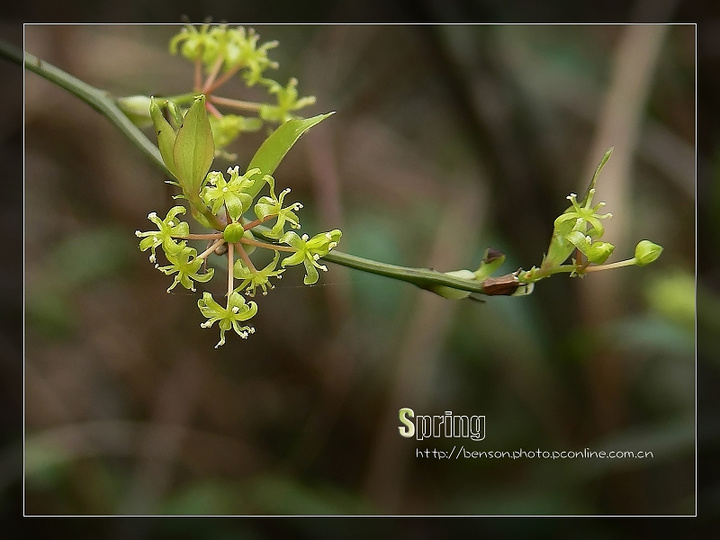 Spring