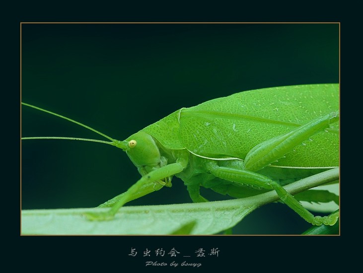 【与虫约会_螽蟴摄影图片】绿地生态摄影_太平洋电脑网摄影部落