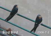 ɰBird Bird