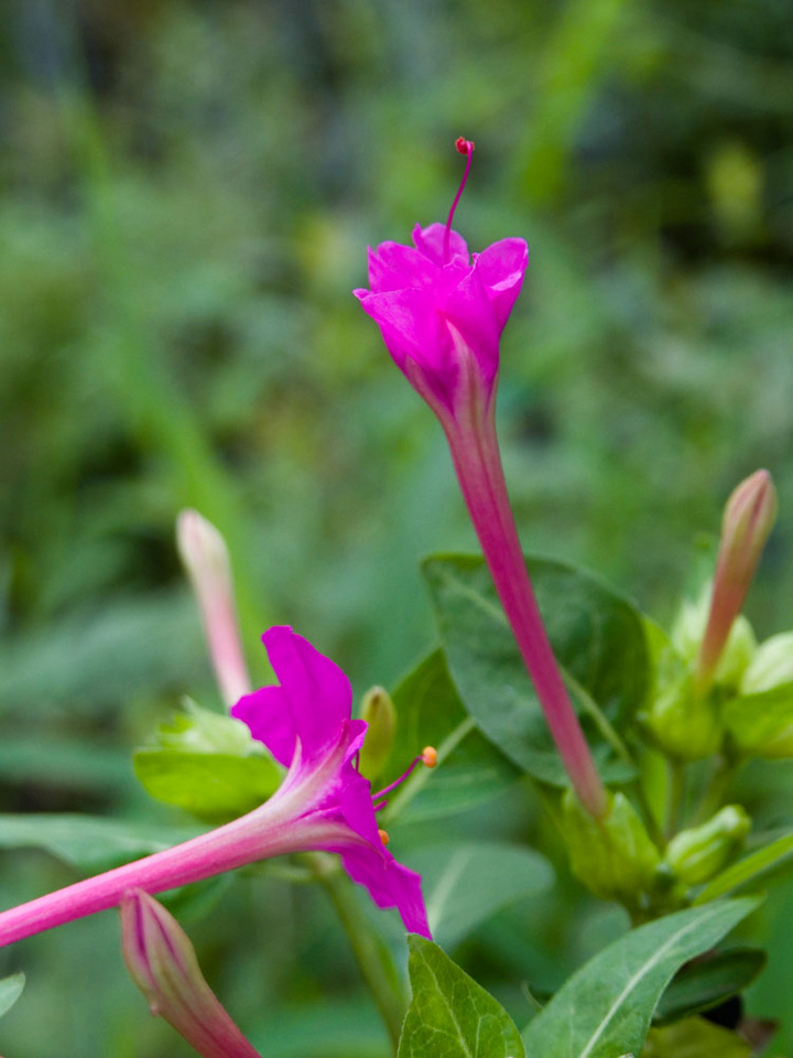 胭脂花