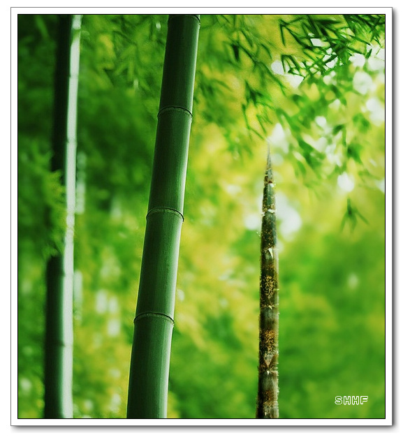 优秀竹子摄影作品图片