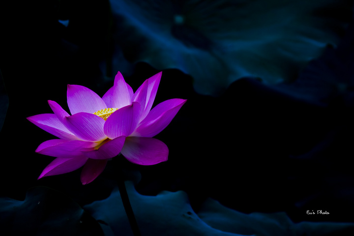 Holy Lotus