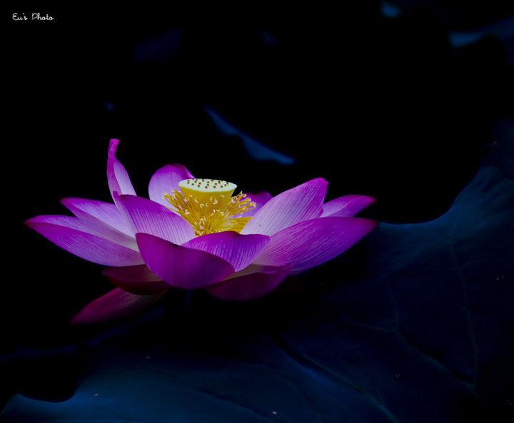 Holy Lotus