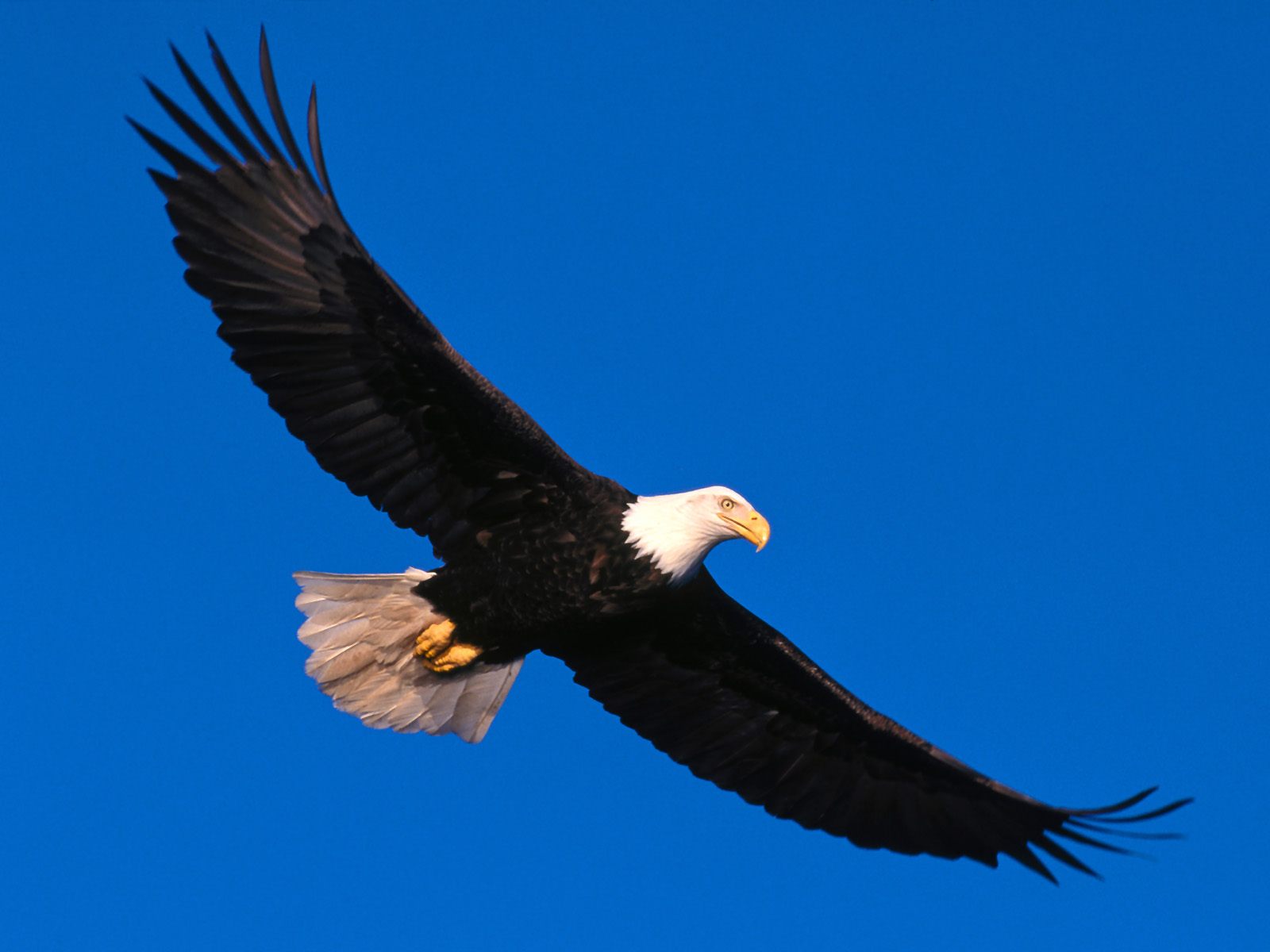 ˮī