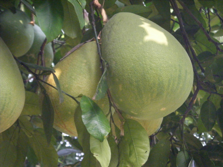 ʶ