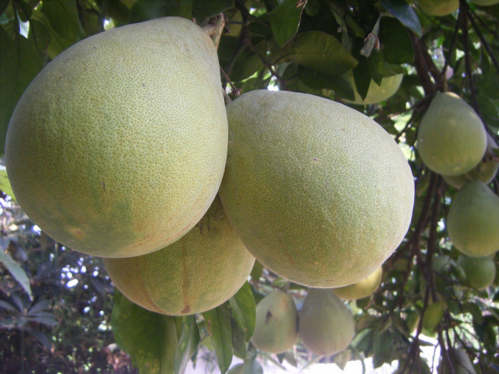 ʶ
