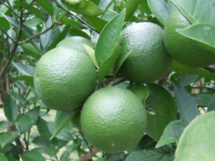 ʶ