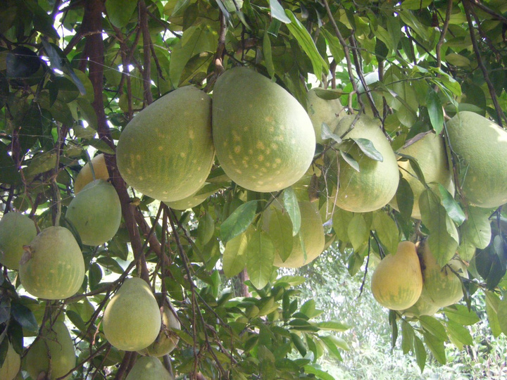 ʶ