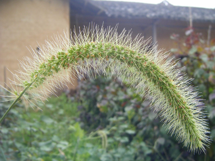 ʶ