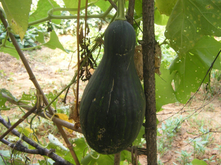ʶ