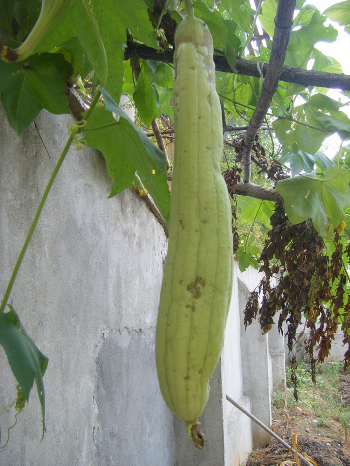 ʶ