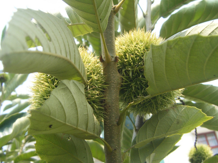 ʶ