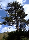 yongge