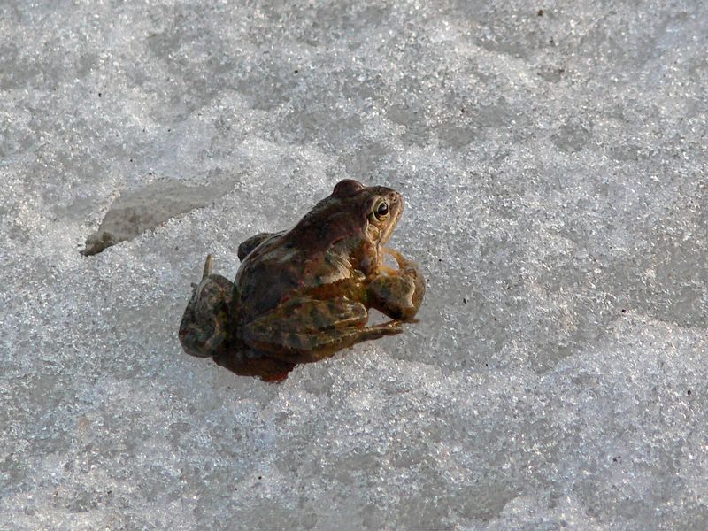 雪地青蛙(暖冬现象)