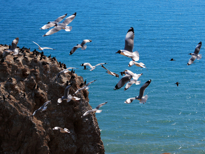 南湾湖鸟岛图片图片