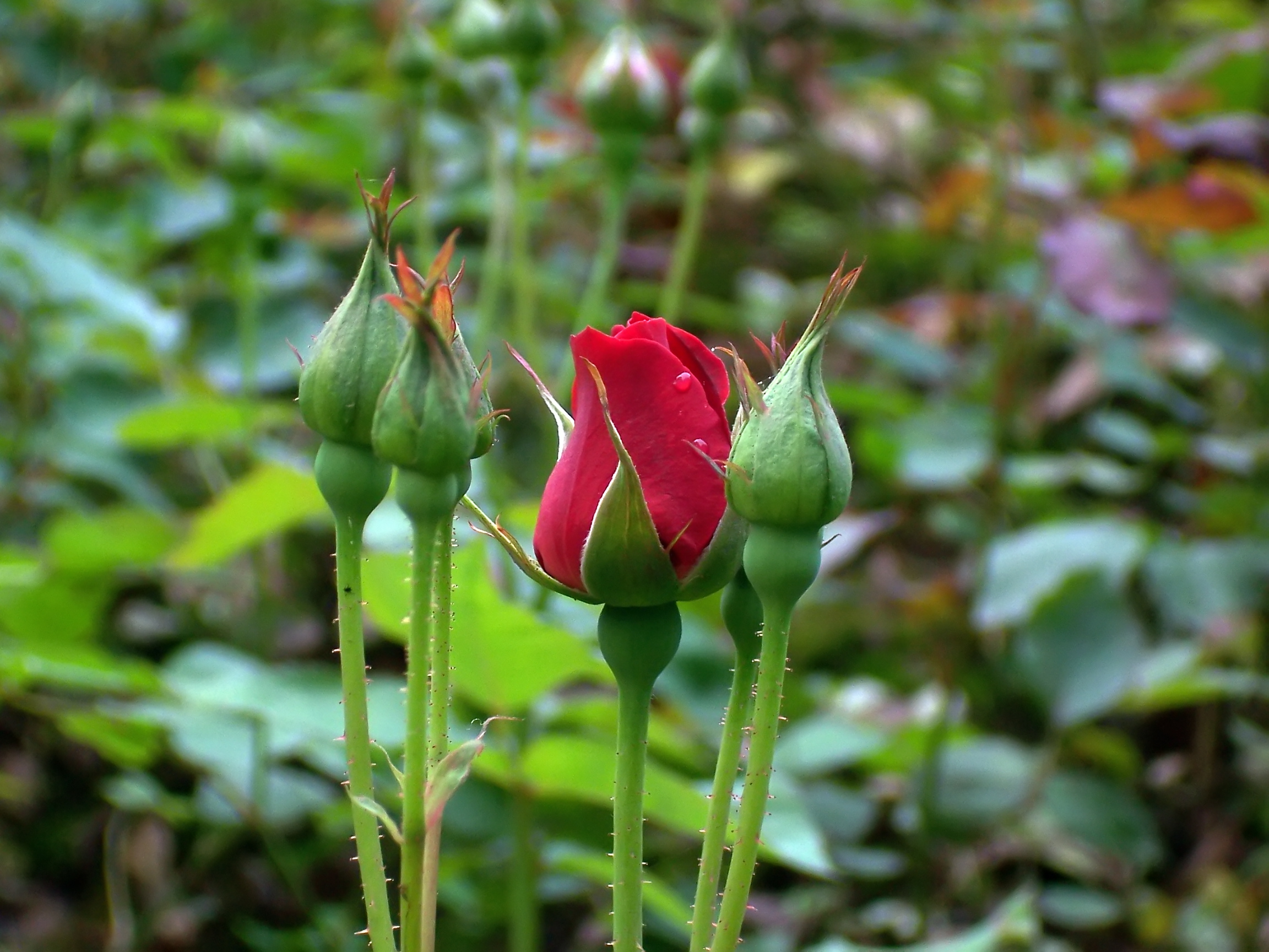 花卉写真玫瑰