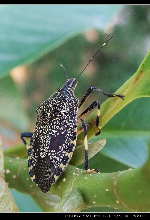 ƨ