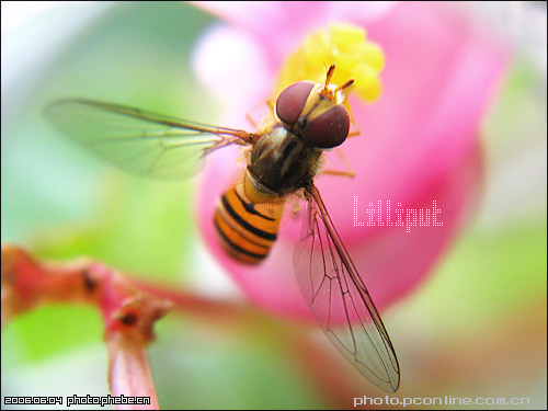 Lilliput-ƪ