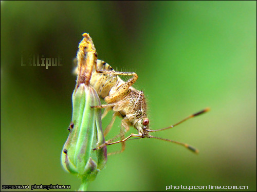 Lilliput-ƪ