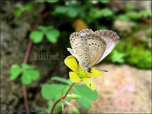 Lilliput-ƪ