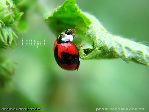 Lilliput-ƪ