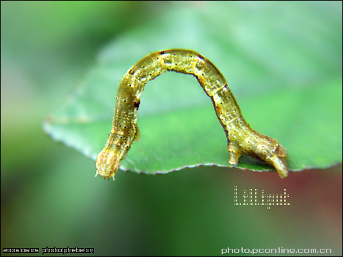 Lilliput-ƪ